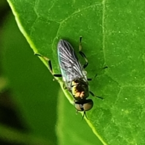 Australoactina sp. (genus) at Paddys River, ACT - 26 Mar 2022