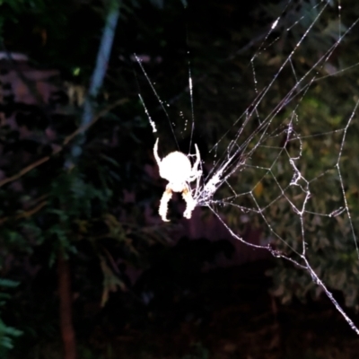 Araneinae (subfamily) (Orb weaver) at Florey, ACT - 27 Mar 2022 by Lyssae