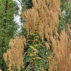 Calomeria amaranthoides (Incense Plant) at Sassafras, NSW - 24 Mar 2022 by janddkelly