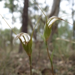 Diplodium ampliatum at Stromlo, ACT - suppressed