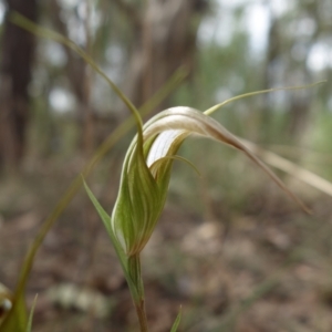 Diplodium ampliatum at Stromlo, ACT - suppressed