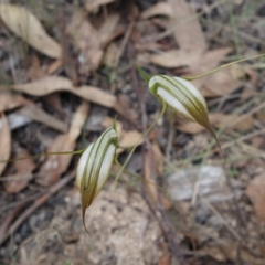 Diplodium ampliatum at Stromlo, ACT - suppressed