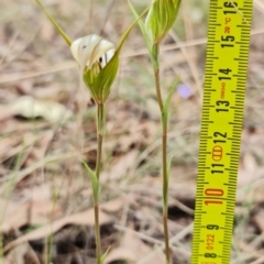 Diplodium ampliatum at Stromlo, ACT - suppressed