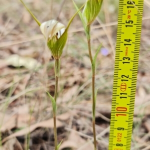 Diplodium ampliatum at Stromlo, ACT - suppressed