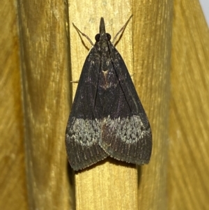 Uresiphita ornithopteralis at Jerrabomberra, NSW - 27 Mar 2022