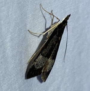 Uresiphita ornithopteralis at Jerrabomberra, NSW - 27 Mar 2022