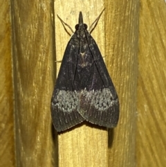 Uresiphita ornithopteralis at Jerrabomberra, NSW - 27 Mar 2022