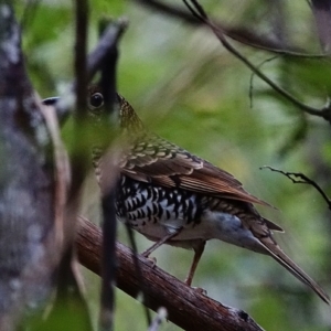 Zoothera lunulata at Paddys River, ACT - 27 Mar 2022