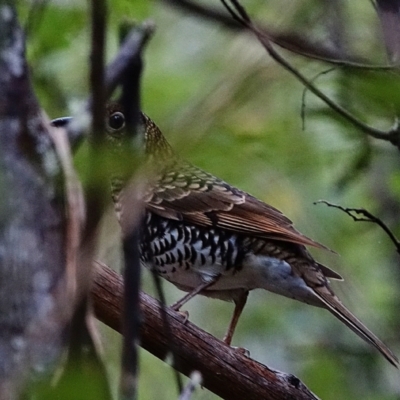 Zoothera lunulata (Bassian Thrush) at Paddys River, ACT - 27 Mar 2022 by Ct1000