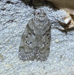 Philobota philostaura at Jerrabomberra, NSW - 27 Mar 2022 by Steve_Bok