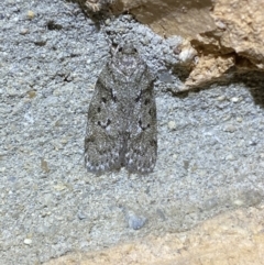 Philobota philostaura at Jerrabomberra, NSW - 27 Mar 2022