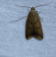 Tachystola acroxantha at Jerrabomberra, NSW - suppressed