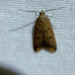 Tachystola acroxantha at Jerrabomberra, NSW - suppressed