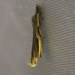 Eutorna tricasis at Jerrabomberra, NSW - 27 Mar 2022