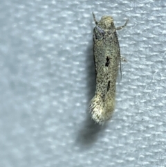 Lepidoptera unclassified ADULT moth at Jerrabomberra, NSW - suppressed