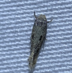 Lepidoptera unclassified ADULT moth at Jerrabomberra, NSW - 27 Mar 2022