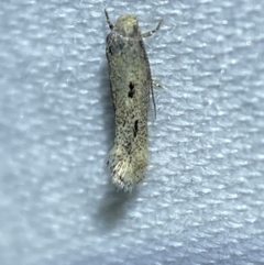 Lepidoptera unclassified ADULT moth at Jerrabomberra, NSW - suppressed