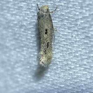 Lepidoptera unclassified ADULT moth at Jerrabomberra, NSW - suppressed