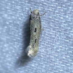 Lepidoptera unclassified ADULT moth at Jerrabomberra, NSW - suppressed