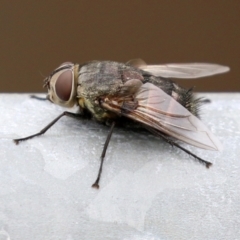 Rutilia sp. (genus) (A Rutilia bristle fly, subgenus unknown) at Bonython, ACT - 27 Mar 2022 by RodDeb