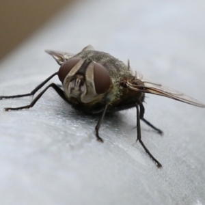 Rutilia sp. (genus) at Bonython, ACT - 27 Mar 2022 01:30 PM