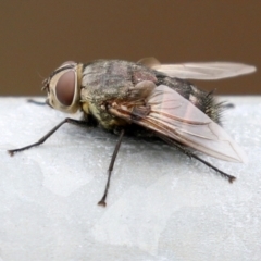 Rutilia sp. (genus) at Bonython, ACT - 27 Mar 2022 01:30 PM