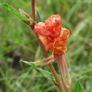 Oenothera stricta subsp. stricta at Bonython, ACT - 27 Mar 2022