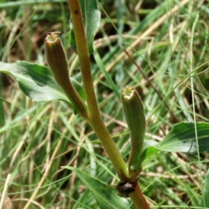 Oenothera stricta subsp. stricta at Bonython, ACT - 27 Mar 2022