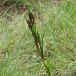 Oenothera stricta subsp. stricta at Bonython, ACT - 27 Mar 2022