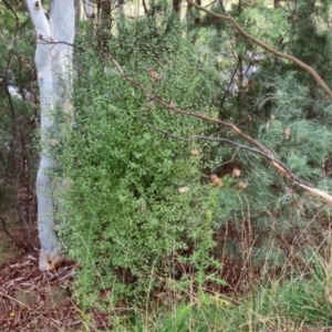 Pittosporum tenuifolium at Bonython, ACT - 27 Mar 2022 01:47 PM