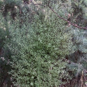 Pittosporum tenuifolium at Bonython, ACT - 27 Mar 2022