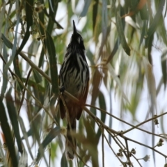 Phylidonyris novaehollandiae (New Holland Honeyeater) at Bonython, ACT - 27 Mar 2022 by RodDeb