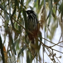 Phylidonyris novaehollandiae at Bonython, ACT - 27 Mar 2022 02:33 PM