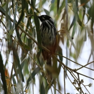 Phylidonyris novaehollandiae at Bonython, ACT - 27 Mar 2022 02:33 PM