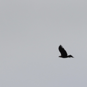 Aquila audax at Molonglo Valley, ACT - 27 Mar 2022 01:34 PM