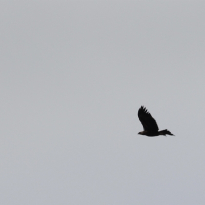Aquila audax (Wedge-tailed Eagle) at Molonglo Valley, ACT - 27 Mar 2022 by JimL