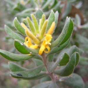 Persoonia rigida at Stromlo, ACT - 27 Mar 2022