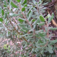 Persoonia rigida at Stromlo, ACT - 27 Mar 2022