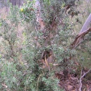 Persoonia rigida at Stromlo, ACT - 27 Mar 2022