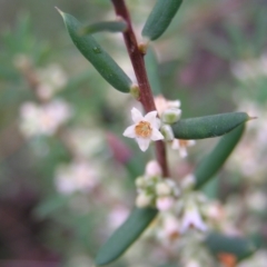 Monotoca scoparia (Broom Heath) at Stromlo, ACT - 27 Mar 2022 by MatthewFrawley