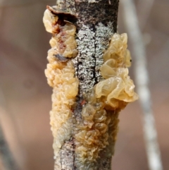 Tremella sp. at Moruya, NSW - 27 Mar 2022 by LisaH