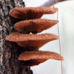 Unidentified Clubs/stalks on wood or on leaf/twig litter at Moruya, NSW - 27 Mar 2022 by LisaH