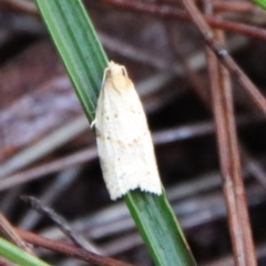 Merophyas divulsana (Lucerne Leafroller (Tortricinae, Archipini) at Moruya, NSW - 27 Mar 2022 by LisaH
