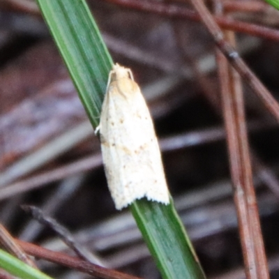 Epiphyas postvittana at Moruya, NSW - 26 Mar 2022 by LisaH