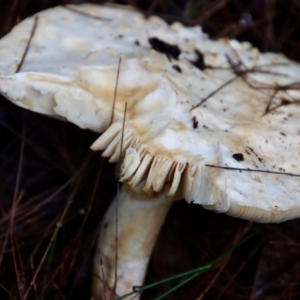 Amanita sp. at Moruya, NSW - suppressed