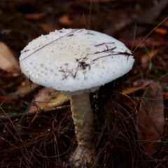 Amanita sp. at Moruya, NSW - suppressed