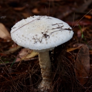 Amanita sp. at Moruya, NSW - suppressed