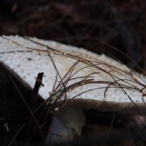 Amanita sp. at Moruya, NSW - suppressed