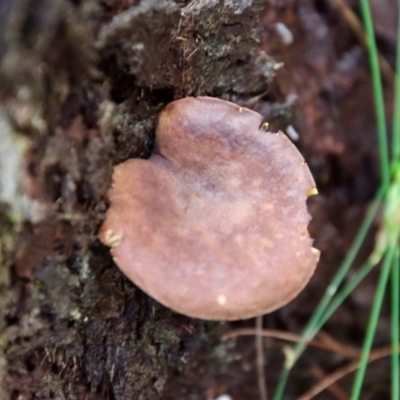 Unidentified Clubs/stalks on wood or on leaf/twig litter at Moruya, NSW - 26 Mar 2022 by LisaH