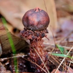 Calostoma fuscum at Moruya, NSW - 26 Mar 2022 by LisaH